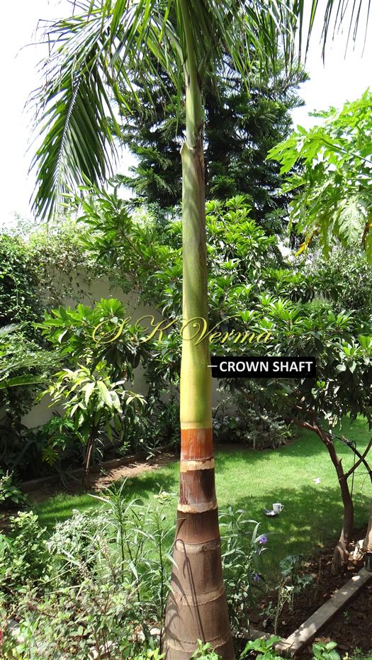  Plant with Crown shaft